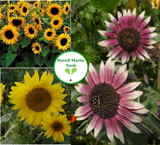 Mixed dwarf sunflower for sale  SOUTH CROYDON