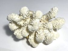Ramo corallo bianco usato  Parma