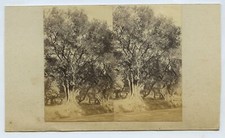 Early amateur stereoview for sale  SOUTH MOLTON