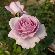 Rose petit prince gebraucht kaufen  Haselünne