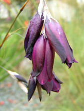 Dierama blackbird .angels for sale  UCKFIELD