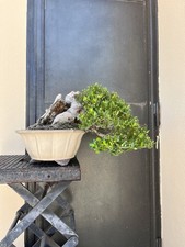 bonsai pinus pentaphylla pino usato  Trani