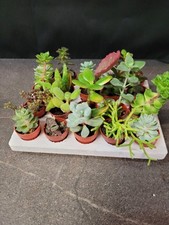 Sukkulenten minis cm gebraucht kaufen  Bad Bramstedt