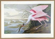 Audubon bird print for sale  HULL