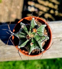 Astrophytum capricorne goat for sale  CLACTON-ON-SEA