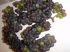 Graines raisin vigne d'occasion  Saintes