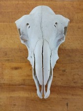 Sheep skull. hair for sale  Falcon