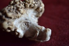 Keilerkopf hirschhorn geschnit gebraucht kaufen  Schwindegg
