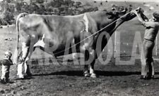 Vintage australia mucca usato  Roma