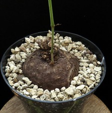Cyphostemma pachypus caudex for sale  Shipping to United Kingdom