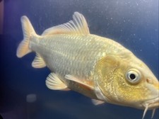 Inch yamabuki imported for sale  Holyoke