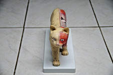 anatomie muskeln gebraucht kaufen anatomie muskeln gebraucht kaufen  Deutschland