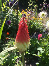 Kniphofia flamenco plug for sale  BECCLES