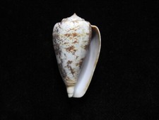 Sea shell conus for sale  SOUTHAMPTON