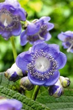Deinanthe caerulea blue for sale  BECCLES