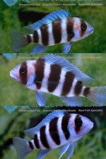 Cyphotilapia frontosa cichlid for sale  Haslet