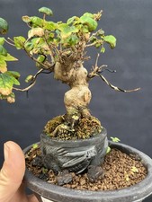 Trident maple mame for sale  Wallkill