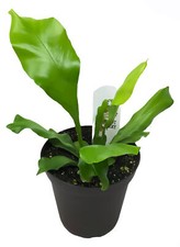 Flowerpotnursery japanese bird for sale  Loranger