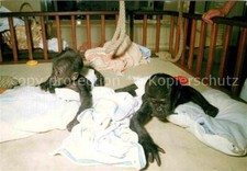 72805140 affen baby gebraucht kaufen  Deutschland