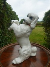 white poodle for sale  DUNGANNON