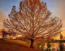 Bald cypress trees for sale  Mcminnville