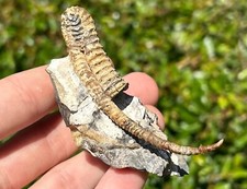 Oxybeloceras ammonite fossil for sale  Coppell