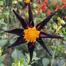 Dahlia verrone obsidian for sale  UK