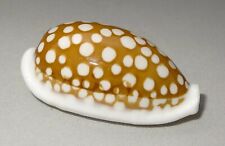 Meeresschnecke cypraea cribrar gebraucht kaufen  Illertissen