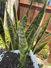 Snake plant sanseveria for sale  San Diego