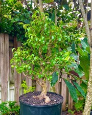 Ficus tiny bonsai for sale  Bonita Springs
