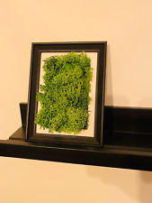 Moosbild islandmoos handmade gebraucht kaufen  Schloß Holte-Stukenbrock