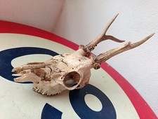 Massacre trophée chasse d'occasion  Cousance