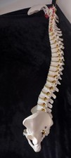 Realistic life size for sale  FROME