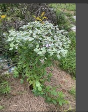 native plant for sale native plant for sale Brattleboro