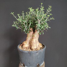 Pre bonsai shoin usato  San Pancrazio Salentino
