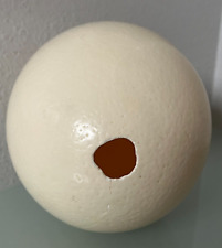 ostrich egg for sale  Daphne