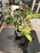 Florida beauty mayoi for sale  Irvine