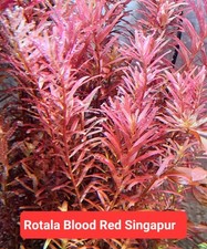 Aquarium pflanzen stängel gebraucht kaufen  Bremen