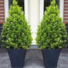 Real buxus evergreen for sale  ROCHESTER