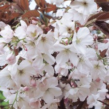 Prunus chocolate ice for sale  UK