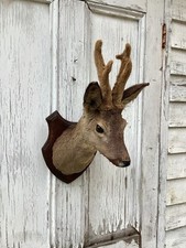 Vintage taxidermy deers for sale  HEATHFIELD
