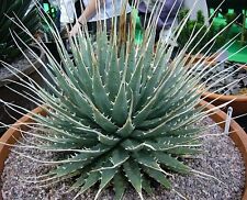 Agave utahensis eborispina d'occasion  Expédié en Belgium