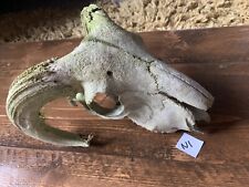 Sheep skull horns for sale  YELVERTON