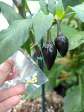 dried peppers for sale dried peppers for sale CARDIFF
