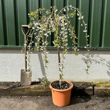 Prunus shogetsu blushing for sale  SOUTHAMPTON