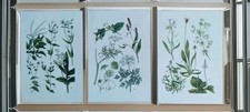Set botanical prints for sale  BIRKENHEAD