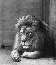 Extinct barbary lion for sale  Livonia