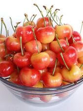 Sweet organic rainier for sale  Hercules