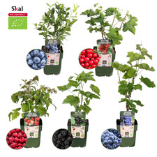 Arbustes fruitiers biologiques d'occasion  Expédié en France