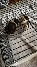 Guinea pigs for sale  Portland